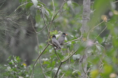 Hypsipetes borbonicus