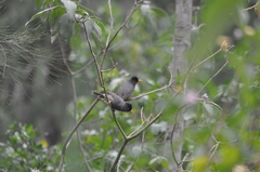 Hypsipetes borbonicus