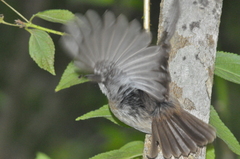 Hypsipetes borbonicus