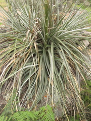 Puya bicolor