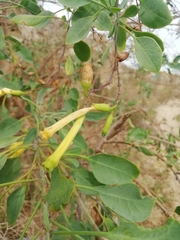 Nicotiana glauca