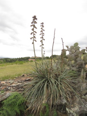 Puya bicolor