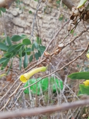 Nicotiana glauca