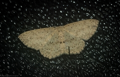 Cyclophora turneri