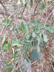 Nicotiana glauca