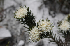 Agathosma hookeri
