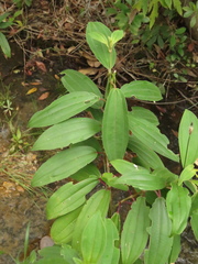 Miconia theizans