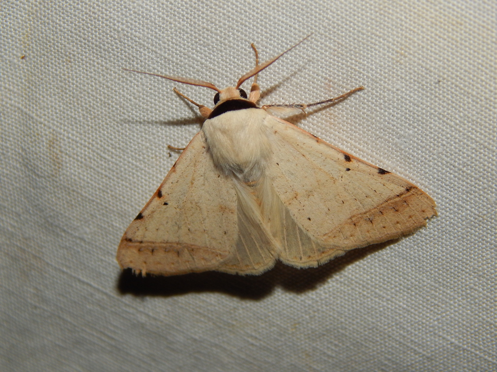 Ctenusa curvilinea