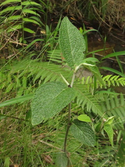 Piper artanthe