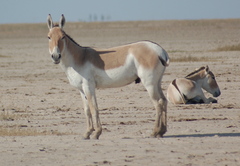 Equus hemionus khur