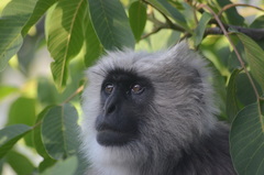Semnopithecus schistaceus