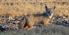 Vulpes bengalensis