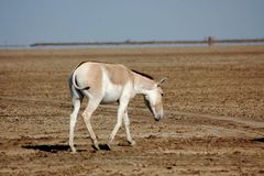 Equus hemionus khur