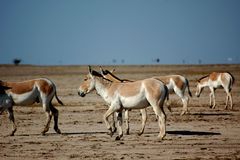 Equus hemionus khur