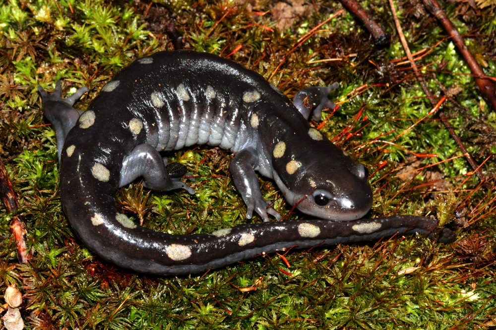 Spotted Salamander  Reptiles and Amphibians of Mississippi 