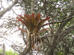 Tillandsia denudata