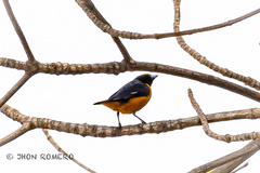 Euphonia saturata