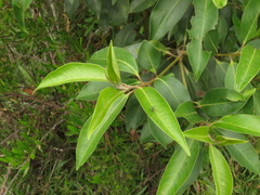 Myrsine coriacea
