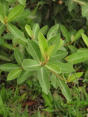 Lepidaploa karstenii