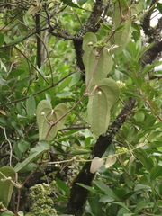 Smilax tomentosa