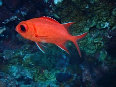 Myripristis