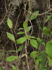 Oligactis sessiliflora