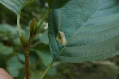 Phyllonorycter rajella