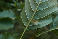 Phyllonorycter rajella