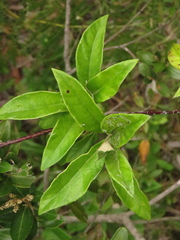 Oligactis sessiliflora