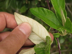 Oligactis sessiliflora