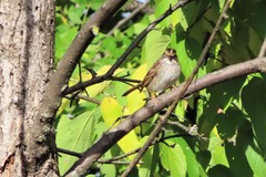 Zonotrichia albicollis