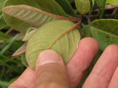 Psidium guineense