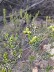 Phylica rogersii