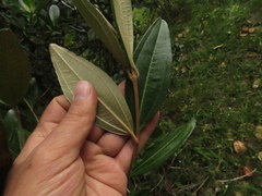 Miconia squamulosa