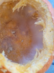 Sclerotinia sclerotiorum