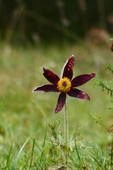 Pulsatilla rubra