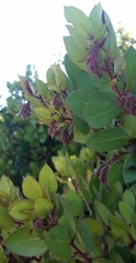 Arctostaphylos montereyensis