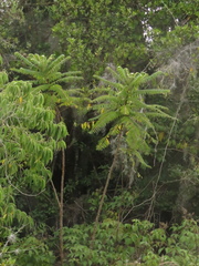 Phyllanthus salviifolius