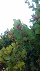Arctostaphylos montereyensis