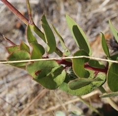 Arctostaphylos montereyensis