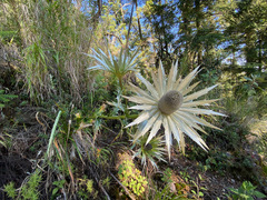 Eryngium proteiflorum