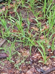 Hemerocallidoideae