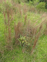 Andropogon leucostachyus
