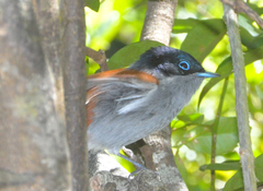 Terpsiphone bourbonnensis