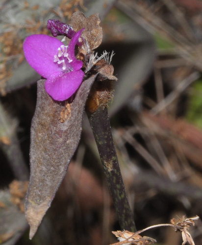 Tradescantia image