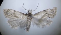 Platphalonidia