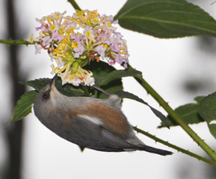 Zosterops borbonicus
