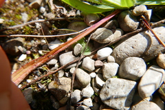 Megophthalmini