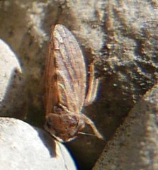 Megophthalmini