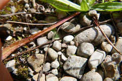Megophthalmini